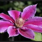 .::.: Clematis :.::.