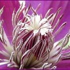 Clematis