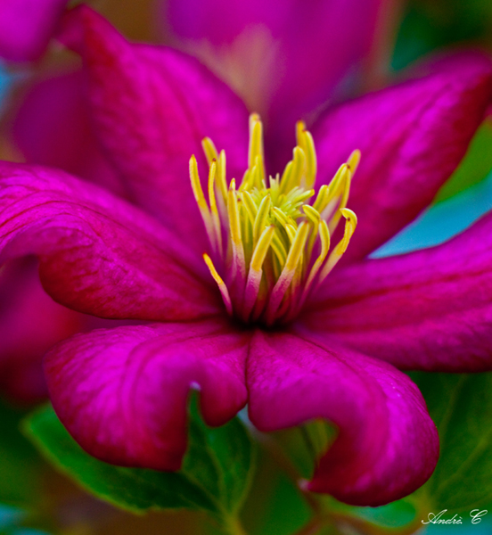 Clematis