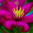 Clematis