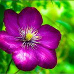 Clematis