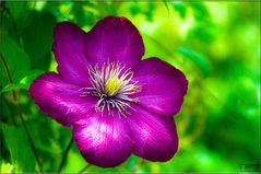 Clematis