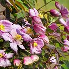 Clematis