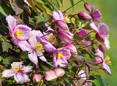 Clematis