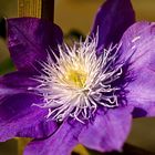 Clematis