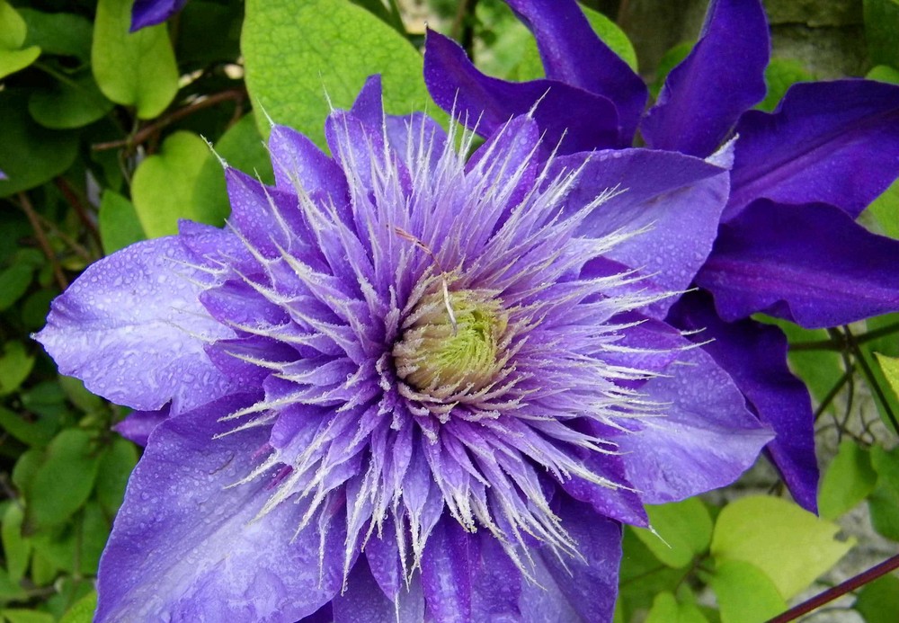 Clematis