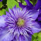 Clematis