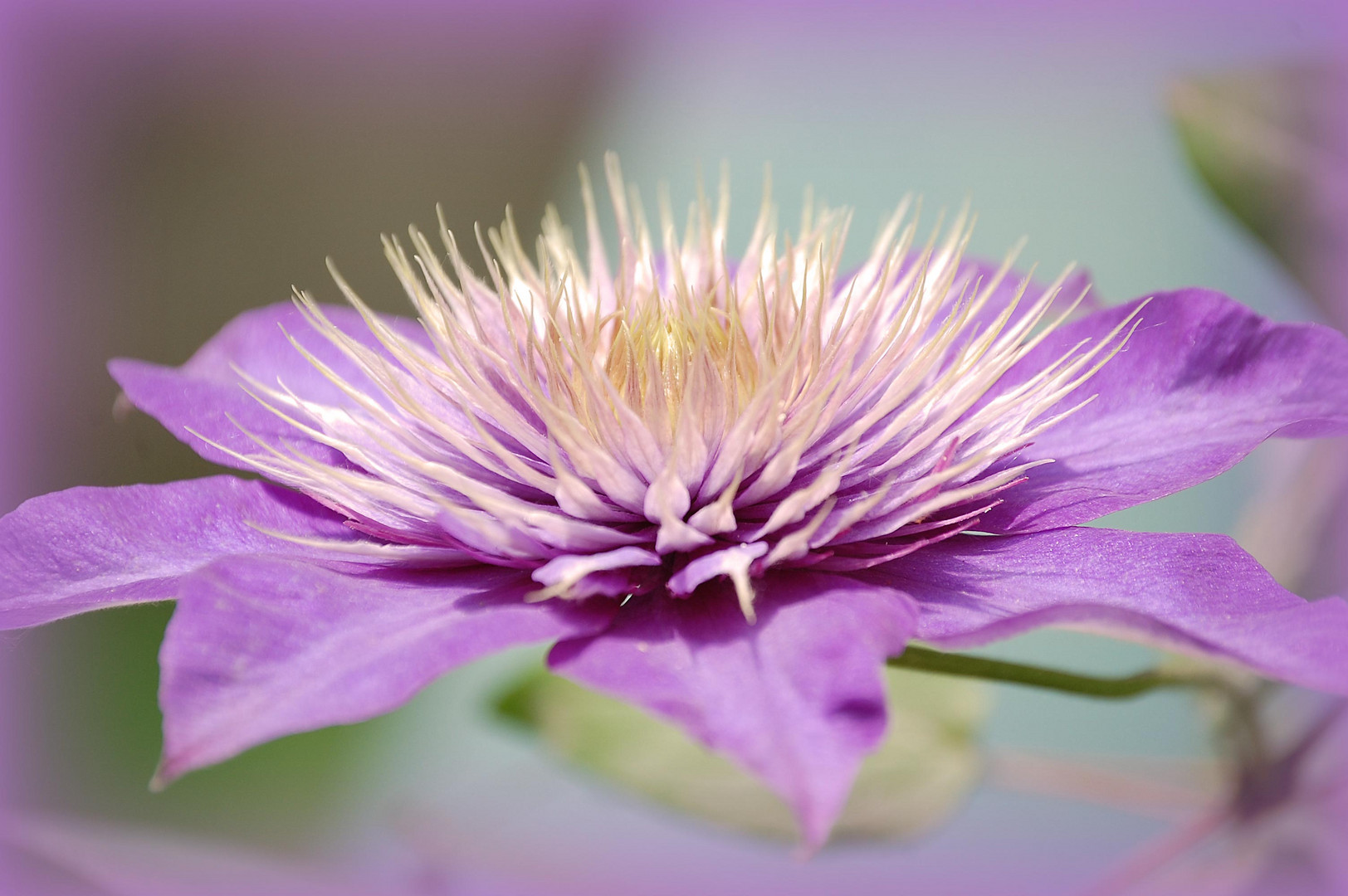 Clematis