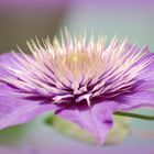 Clematis