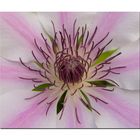 Clematis