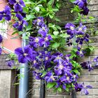 Clematis