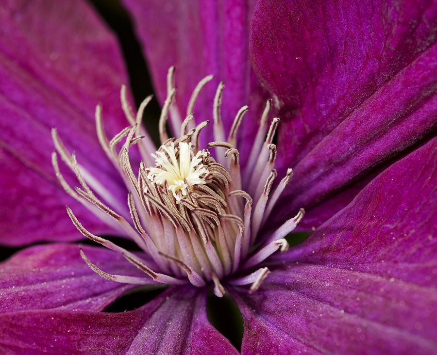 Clematis