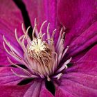 Clematis