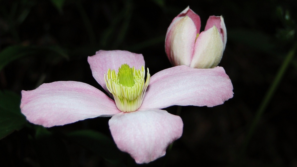 Clematis