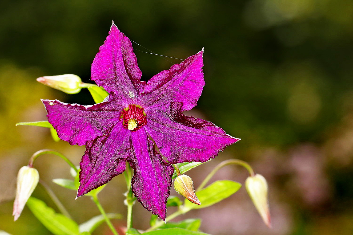 Clematis