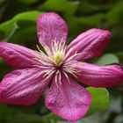 Clematis