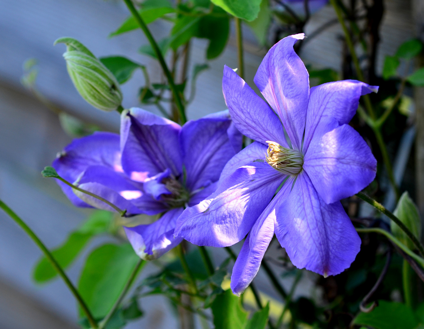 #....Clematis......#