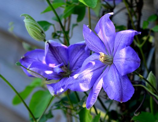 #....Clematis......#