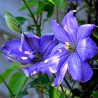 #....Clematis......#