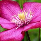 Clematis