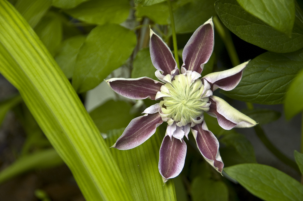 Clematis...