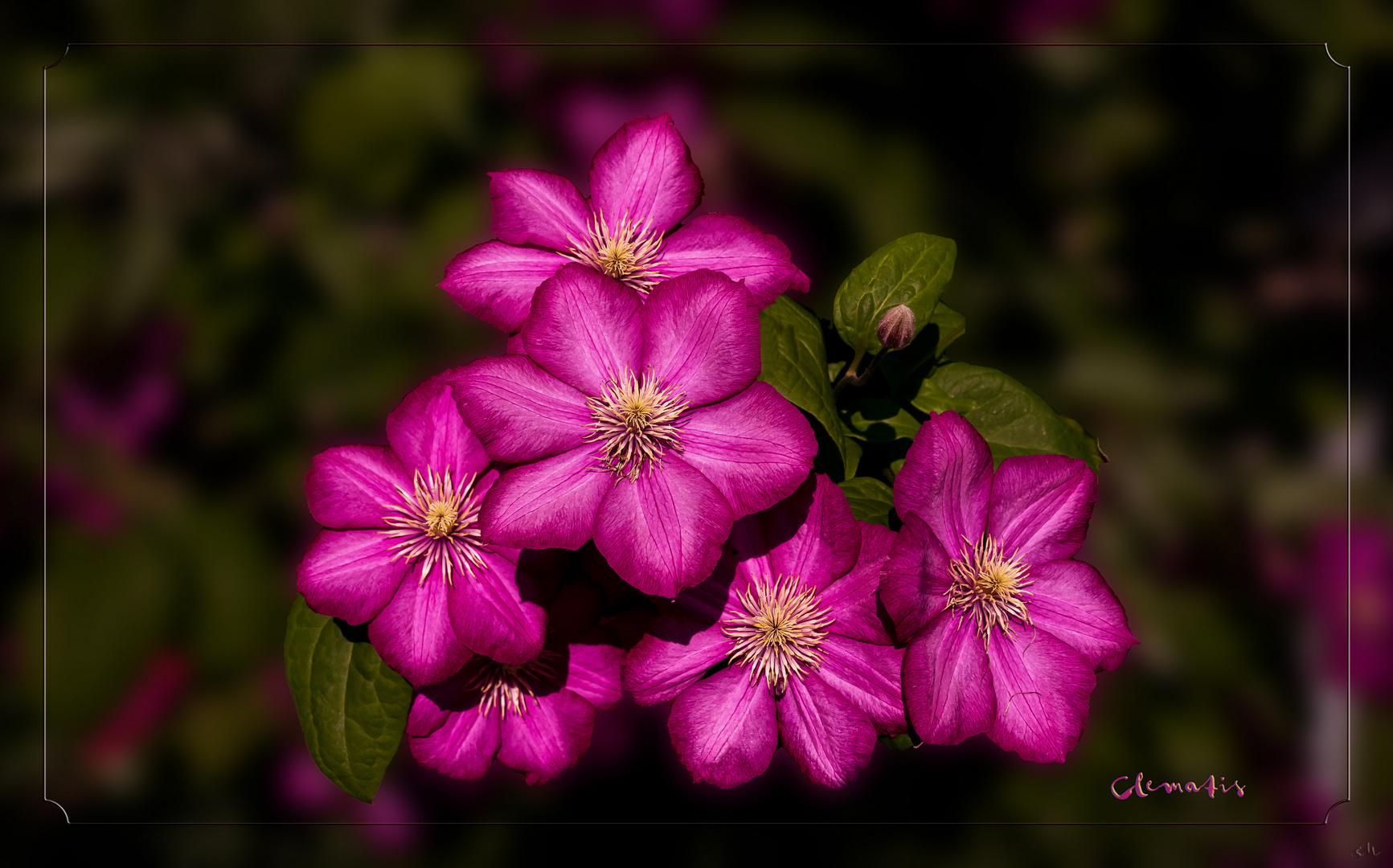  Clematis