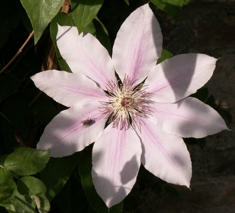 Clematis