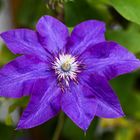 Clematis