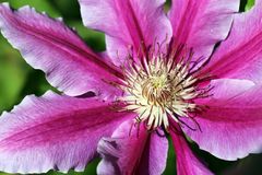 Clematis