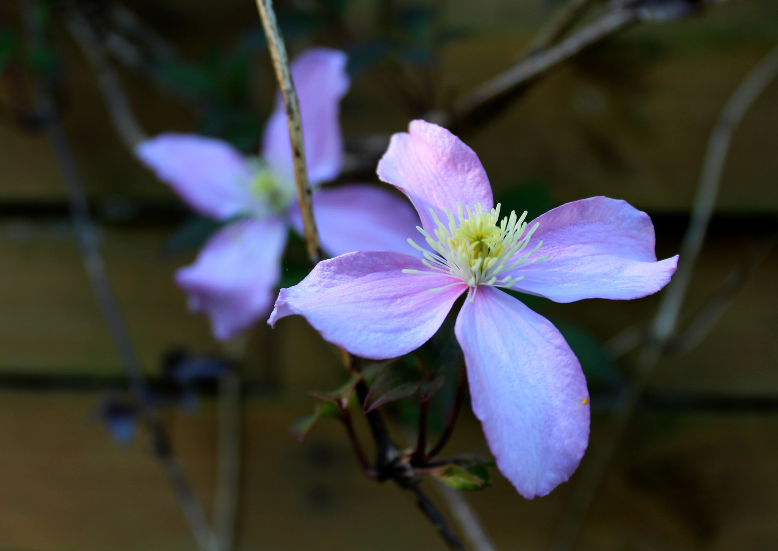 Clematis ...