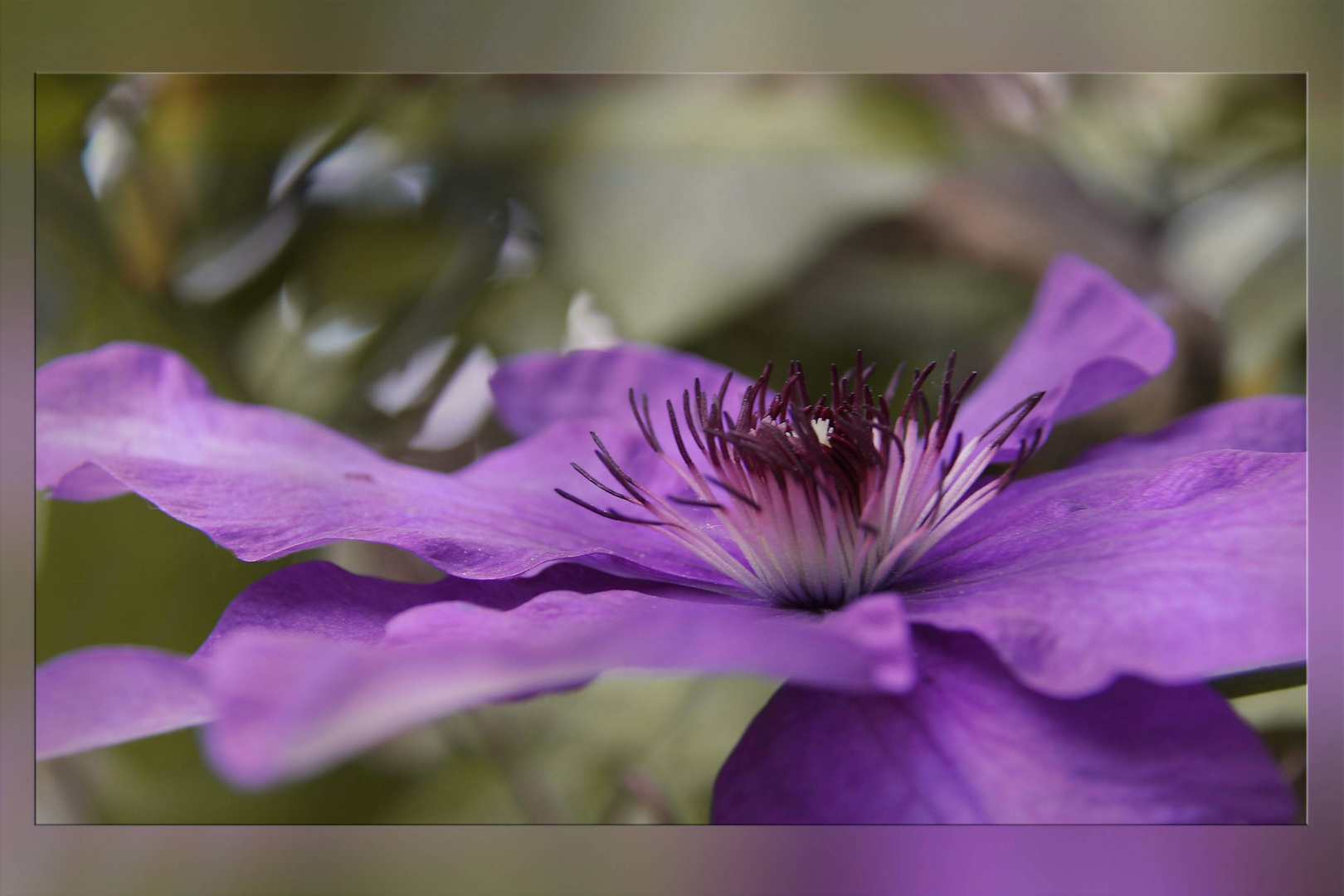 Clematis