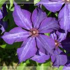 Clematis