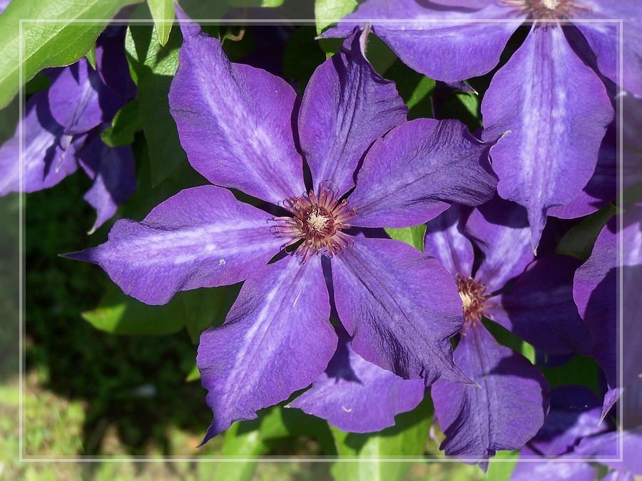 Clematis