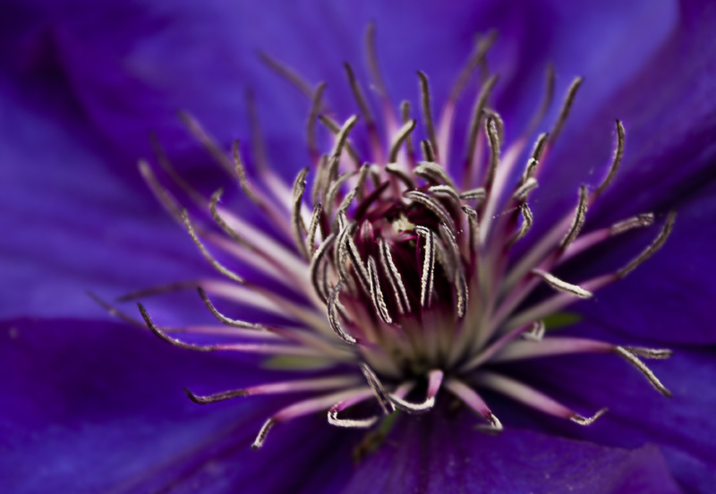 Clematis