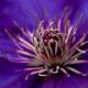 Clematis