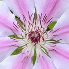 Clematis