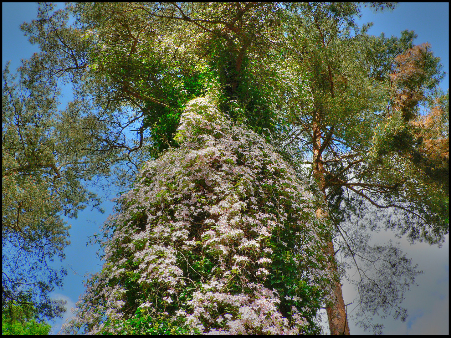 Clematis