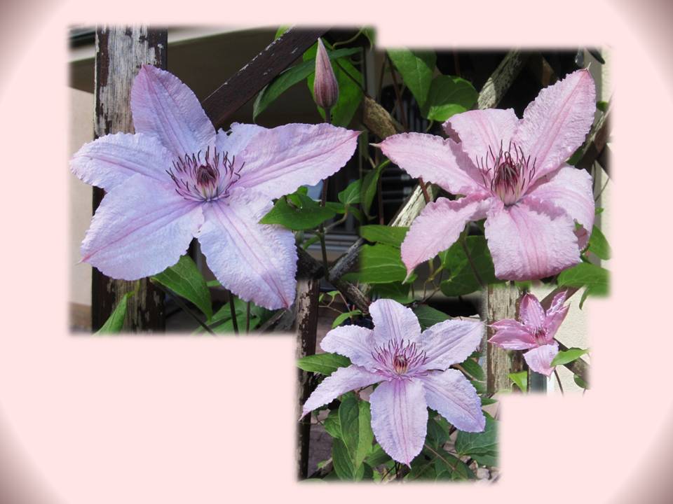 Clematis