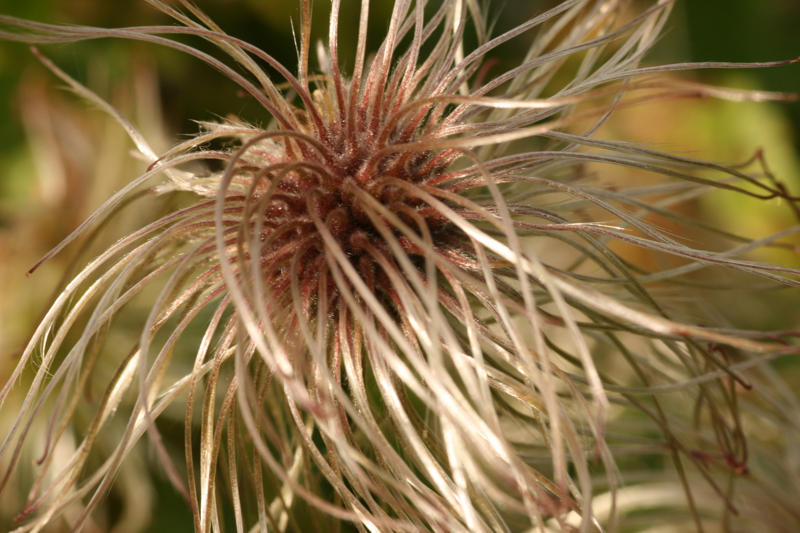 Clematis