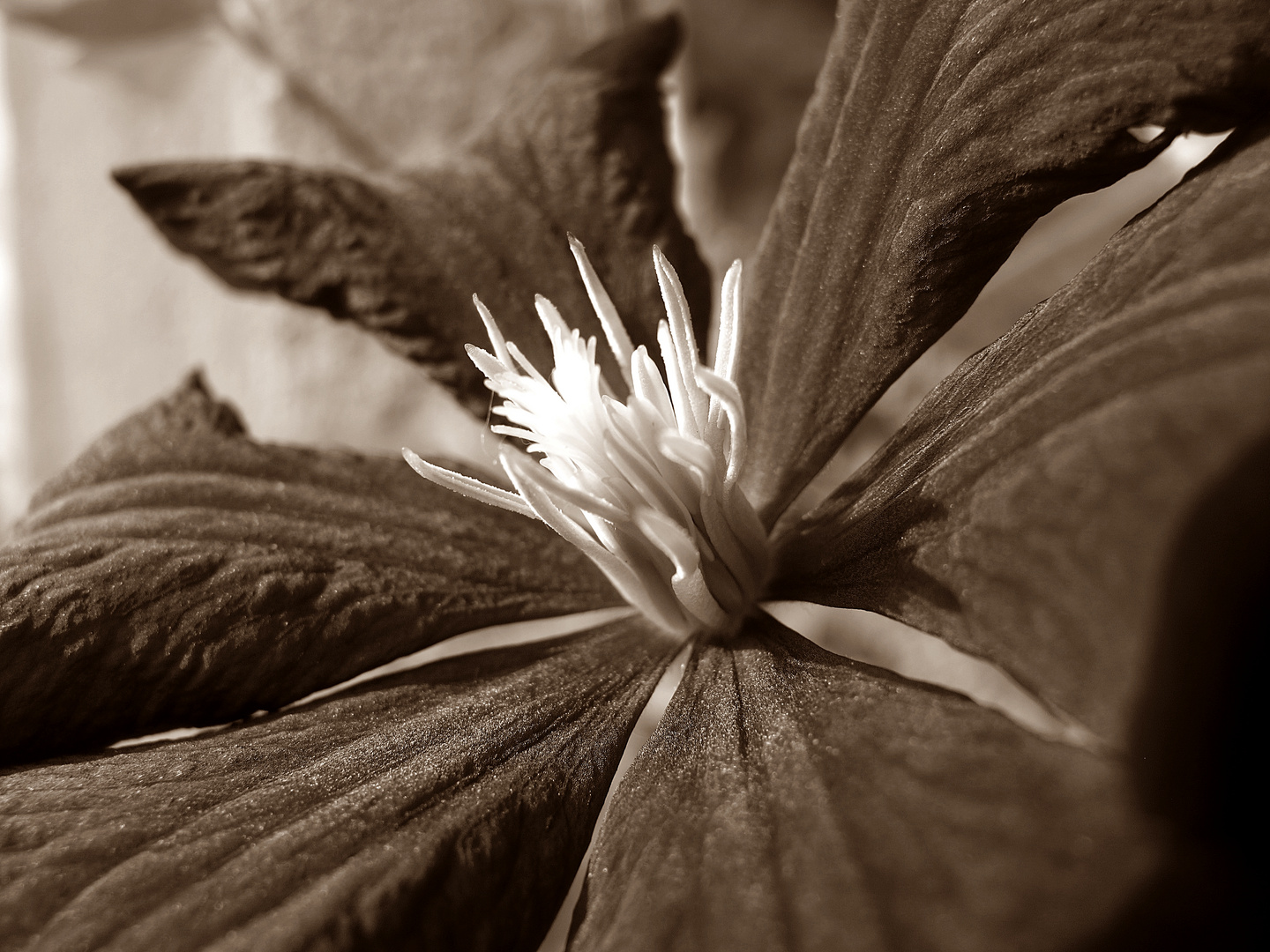 Clematis