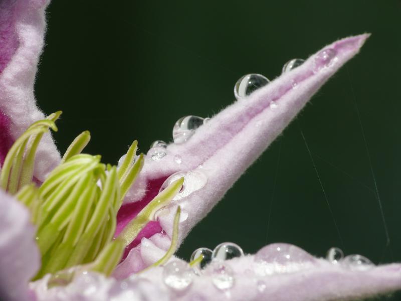 Clematis