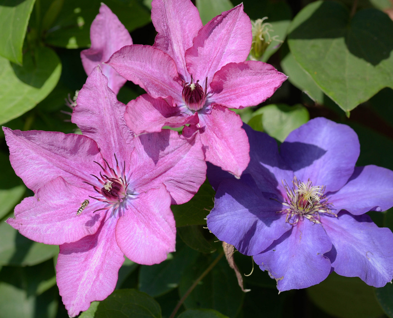 Clematis-70015