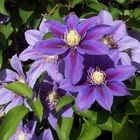 Clematis