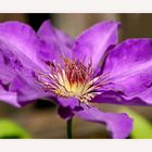 Clematis