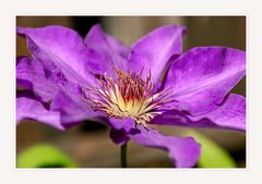 Clematis