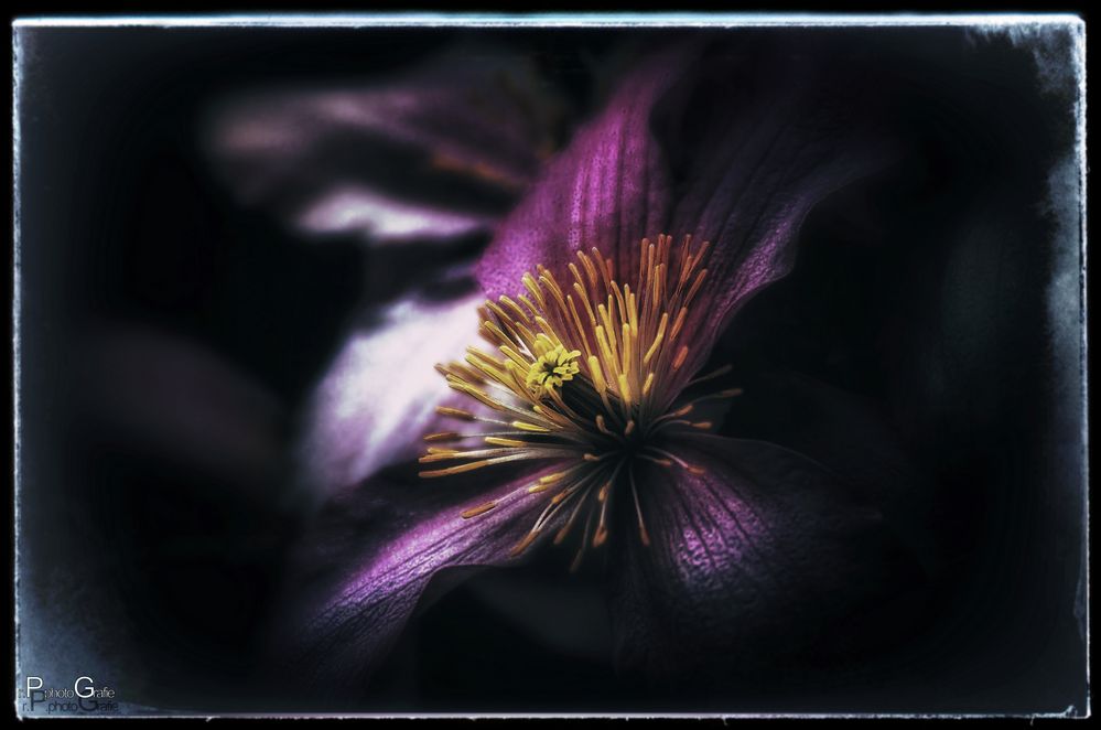 Clematis