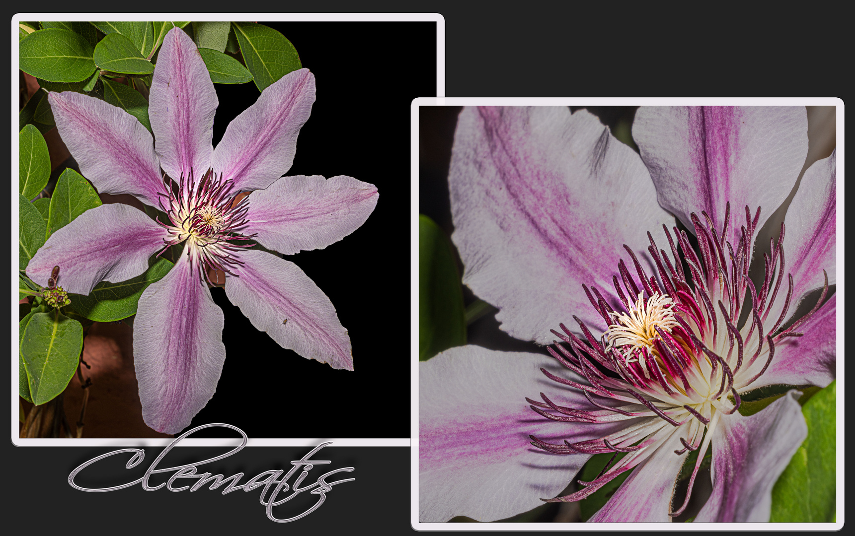 Clematis