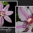 Clematis