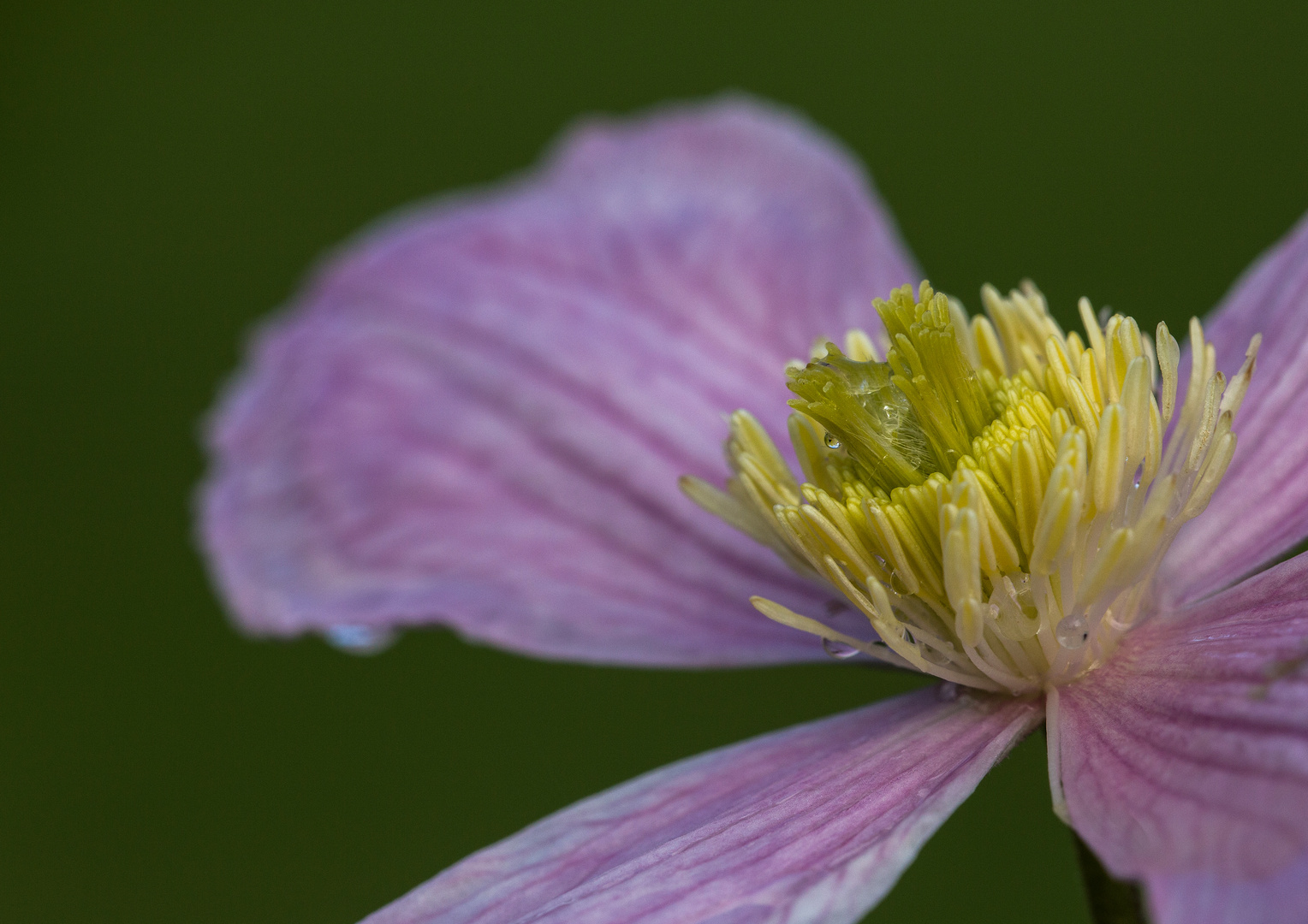 Clematis