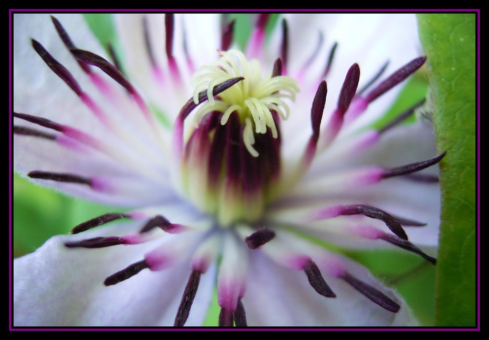 Clematis